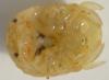 Sphaeroma serratum